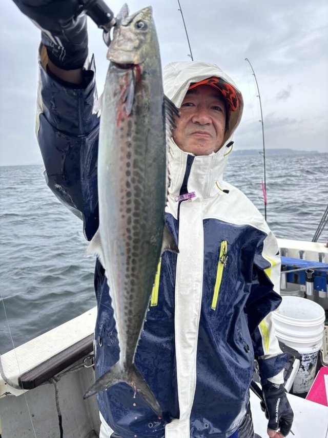 サゴシ(サワラ)