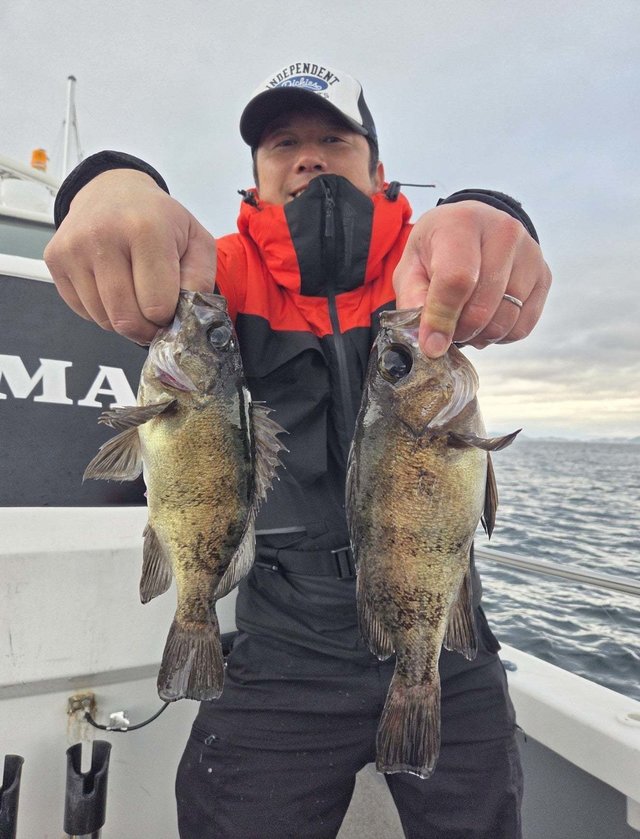 クロメバル(メバル)