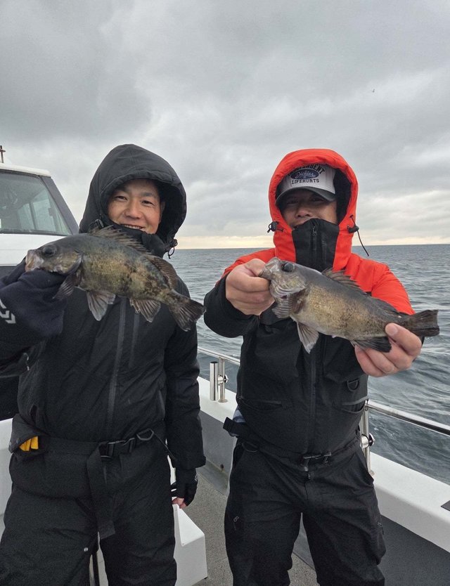 クロメバル(メバル)