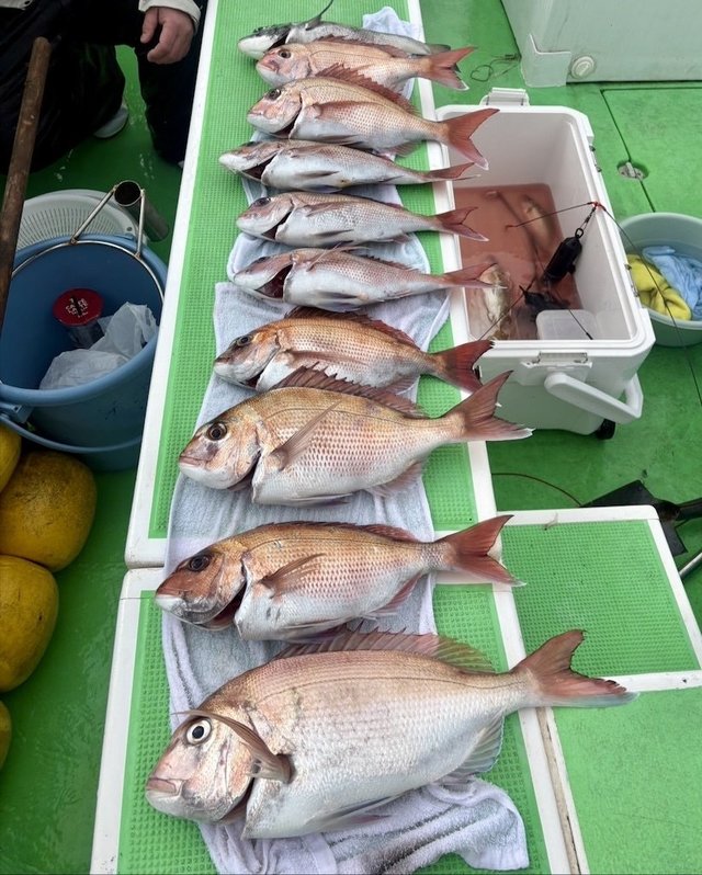 マダイ・クロダイ