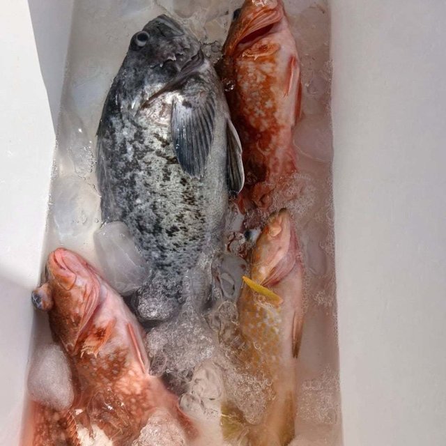 キジハタ・クロソイ・カサゴ