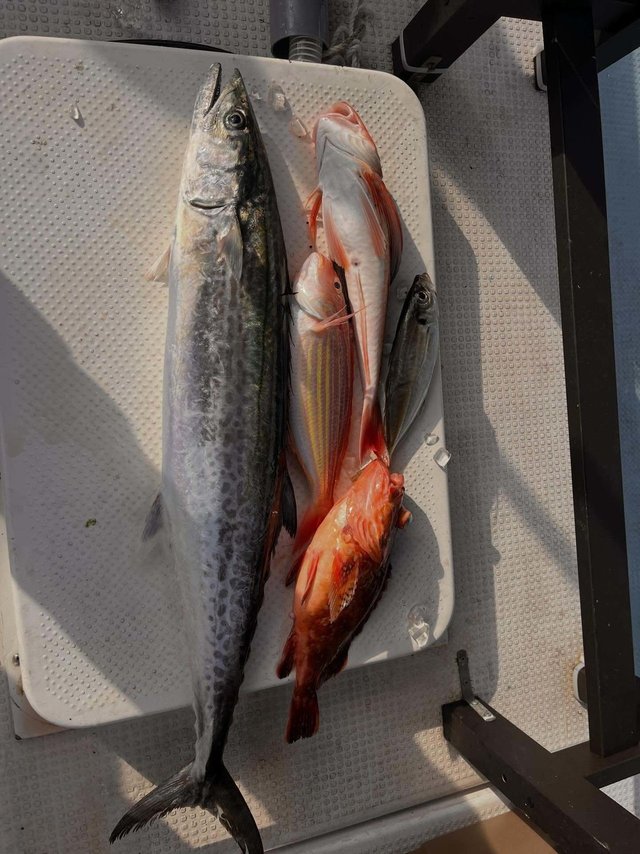 アジ(マアジ)・イトヨリ(イトヨリダイ)・サワラ・ウッカリカサゴ・ホウボウ