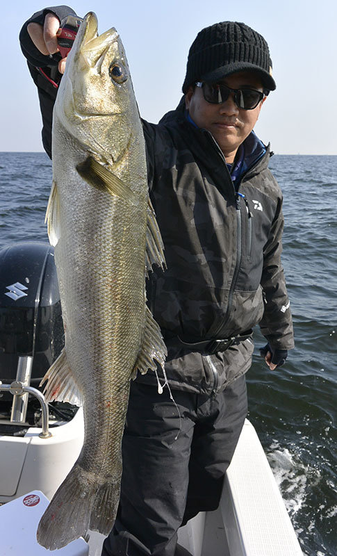 シーバス(スズキ)