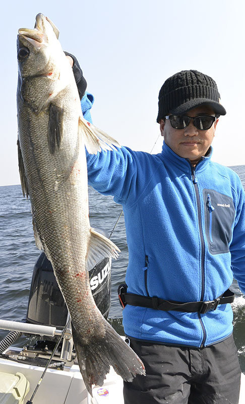 シーバス(スズキ)