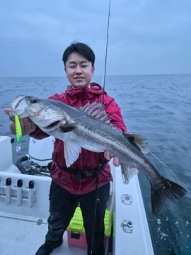 シーバス(スズキ)