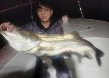 シーバス(スズキ)