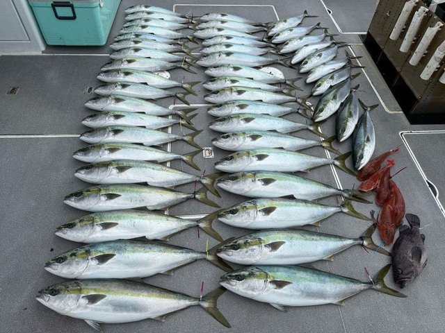 ハマチ(ブリ)・ホウボウ