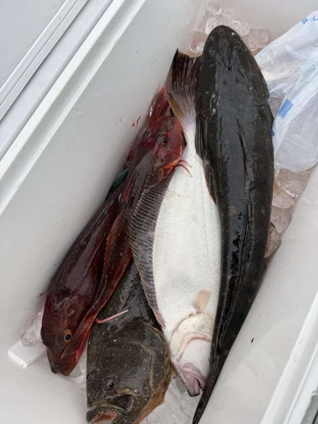 マゴチ・ヒラメ