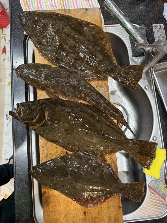 マゴチ・ヒラメ