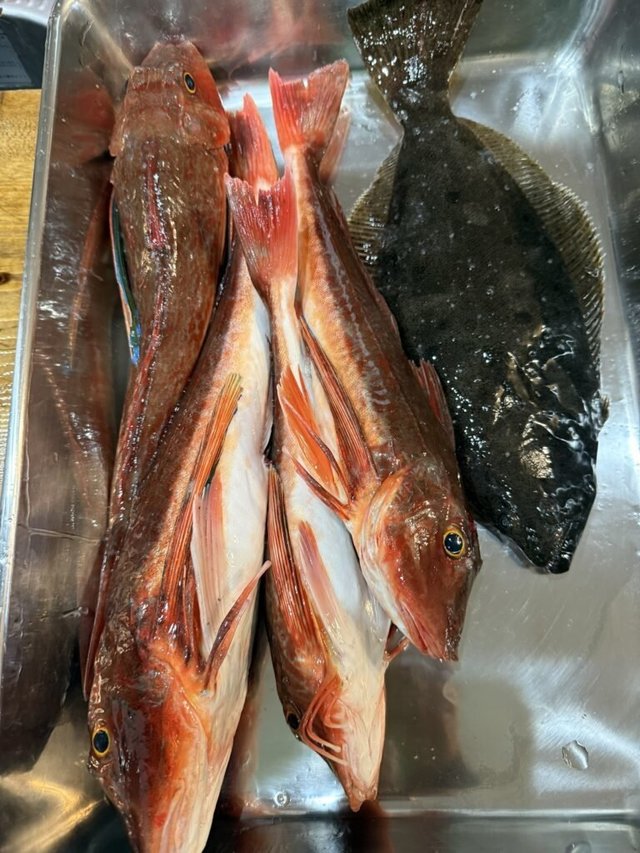 マゴチ・ヒラメ