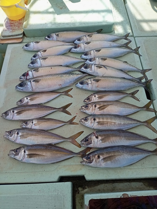 マアジ・サバ(マサバ)