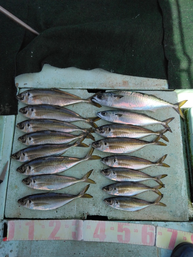 マアジ・マサバ