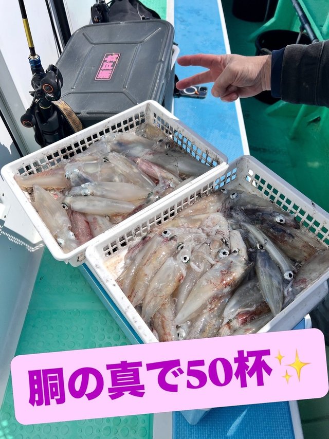 マルイカ(ケンサキイカ)