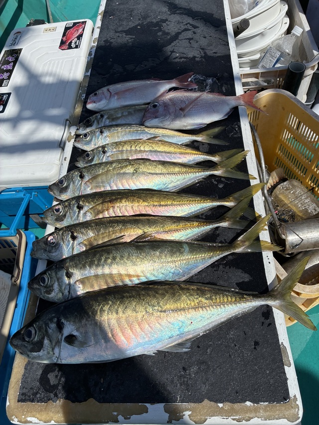 マダイ・マアジ