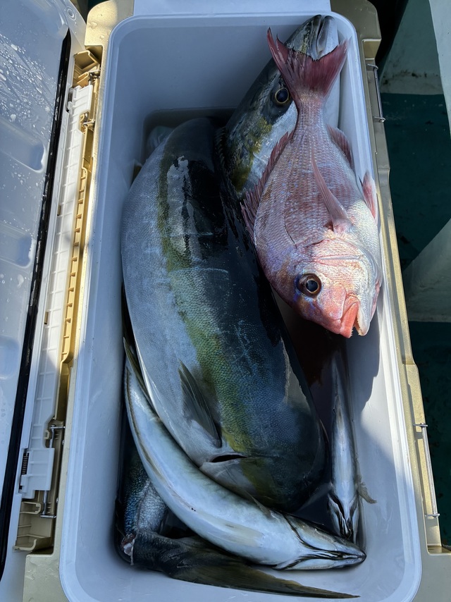 マダイ・マアジ・ブリ