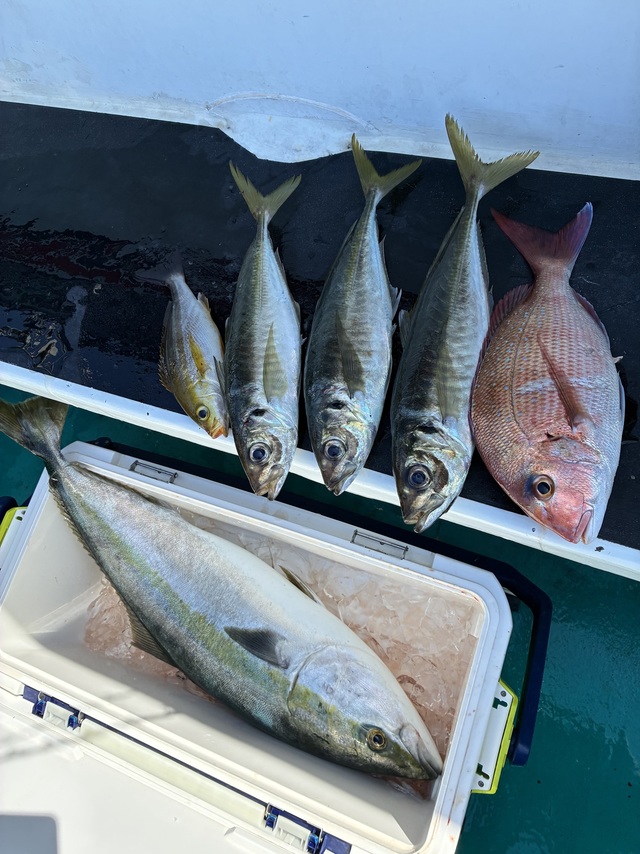 マダイ・マアジ・ブリ