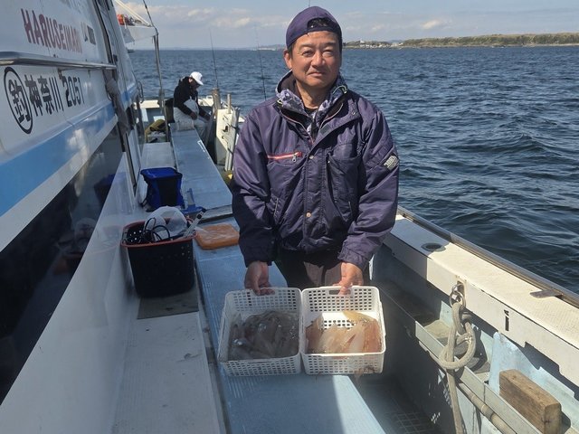 マルイカ(ケンサキイカ)