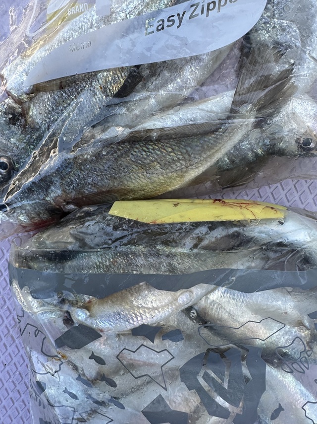 イシモチ(シログチ)