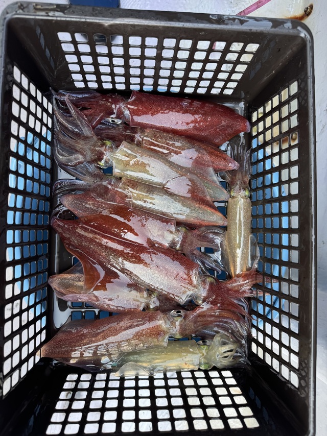 マルイカ(ケンサキイカ)