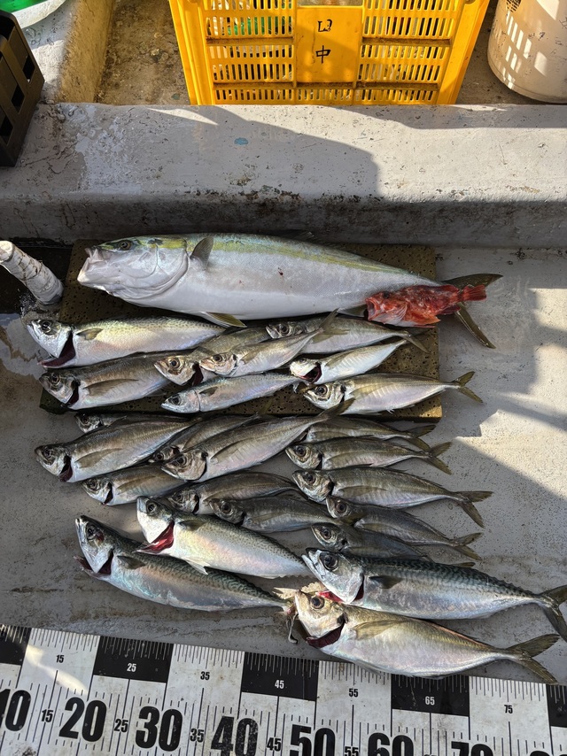 アジ(マアジ)・メジロ(ブリ)・サバ(マサバ)