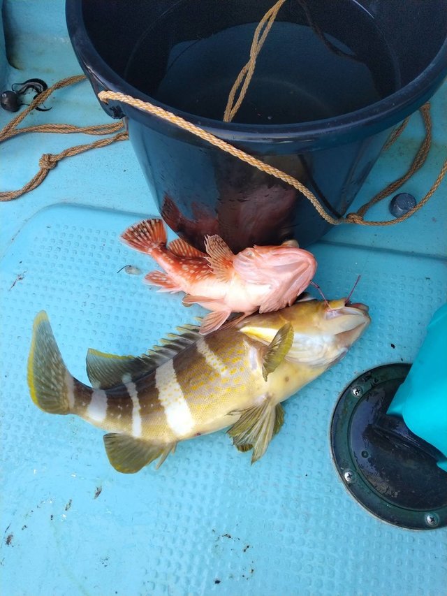 アオハタ・アラカブ(カサゴ)