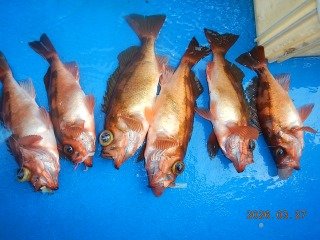 オキメバル(ウスメバル)