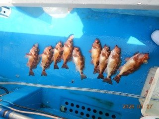 オキメバル(ウスメバル)