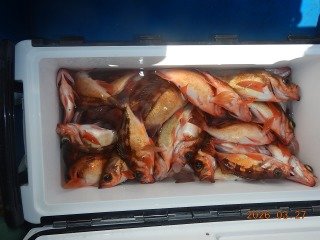 オキメバル(ウスメバル)