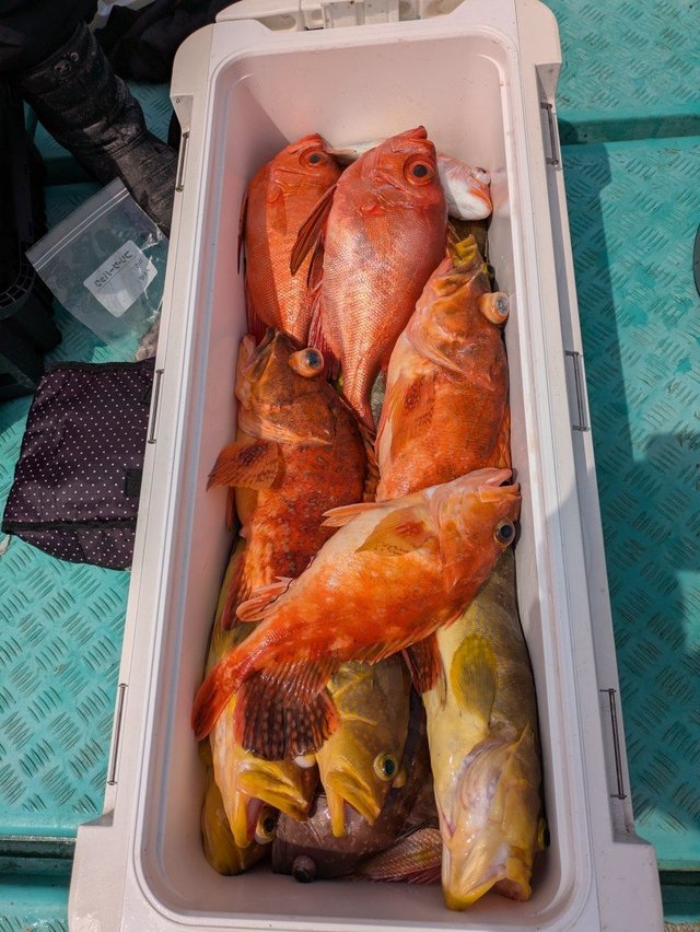 アオハタ・チカメキントキ・カサゴ