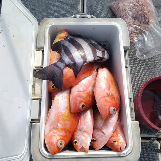 イシダイ・アカイサキ