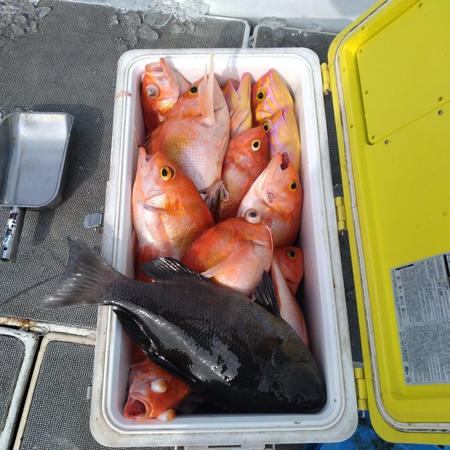 クロ(メジナ)・アカイサキ