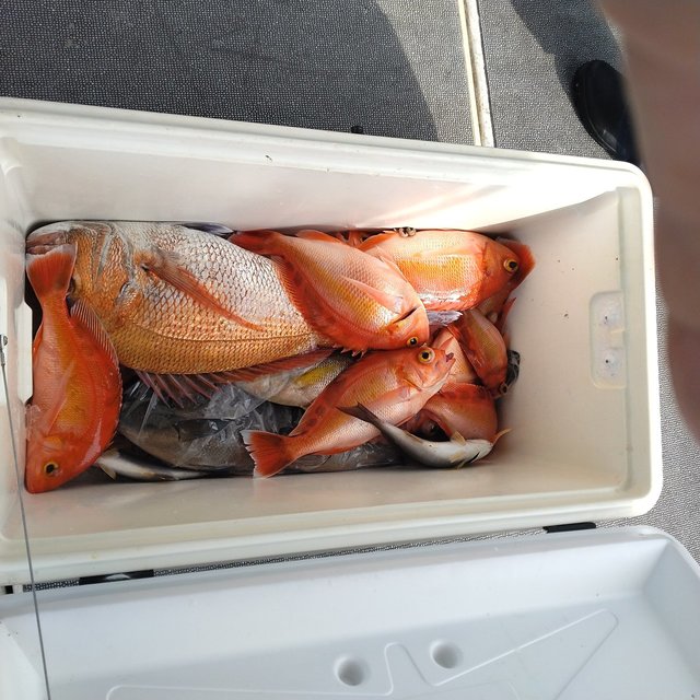 マダイ・アカイサキ