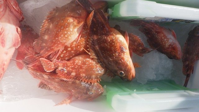 オニカサゴ・ウッカリカサゴ