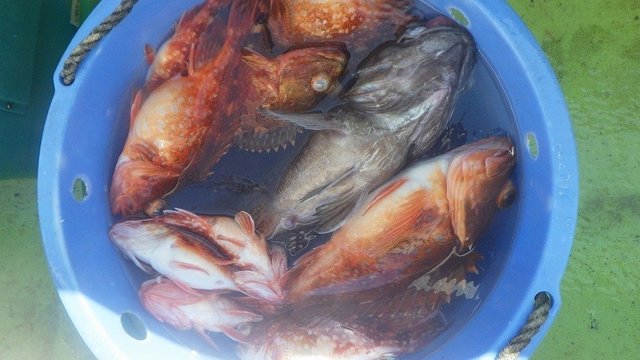 クロソイ・ウッカリカサゴ・ウスメバル