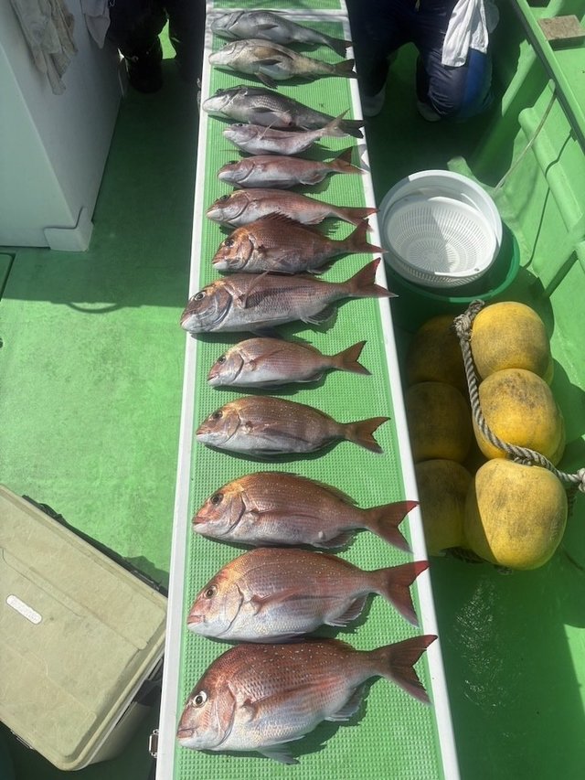 マダイ・クロダイ