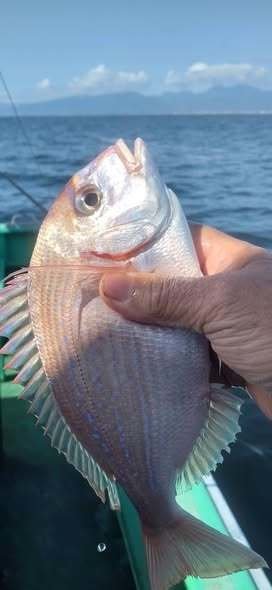 ハナダイ(チダイ)