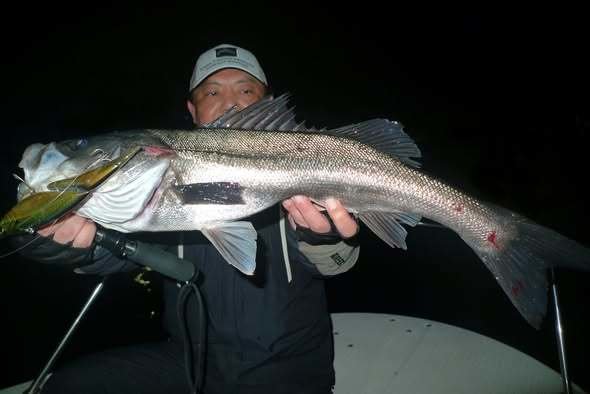 シーバス(スズキ)