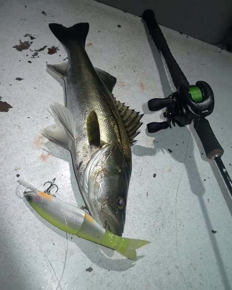 シーバス(スズキ)