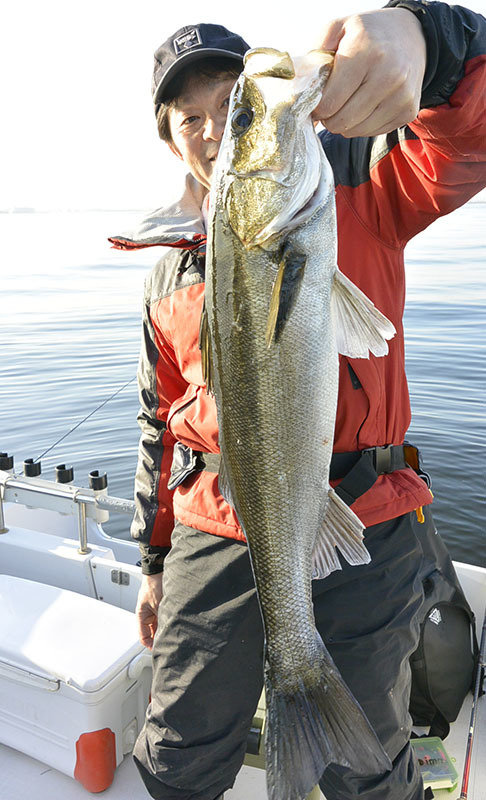 シーバス(スズキ)