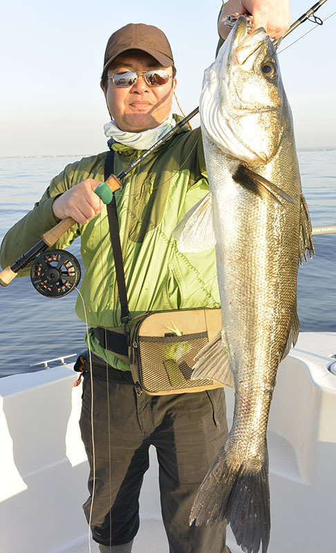 シーバス(スズキ)