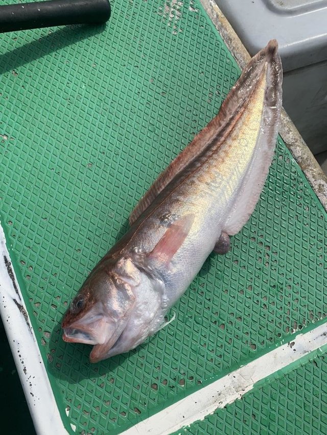 ヨロイイタチウオ