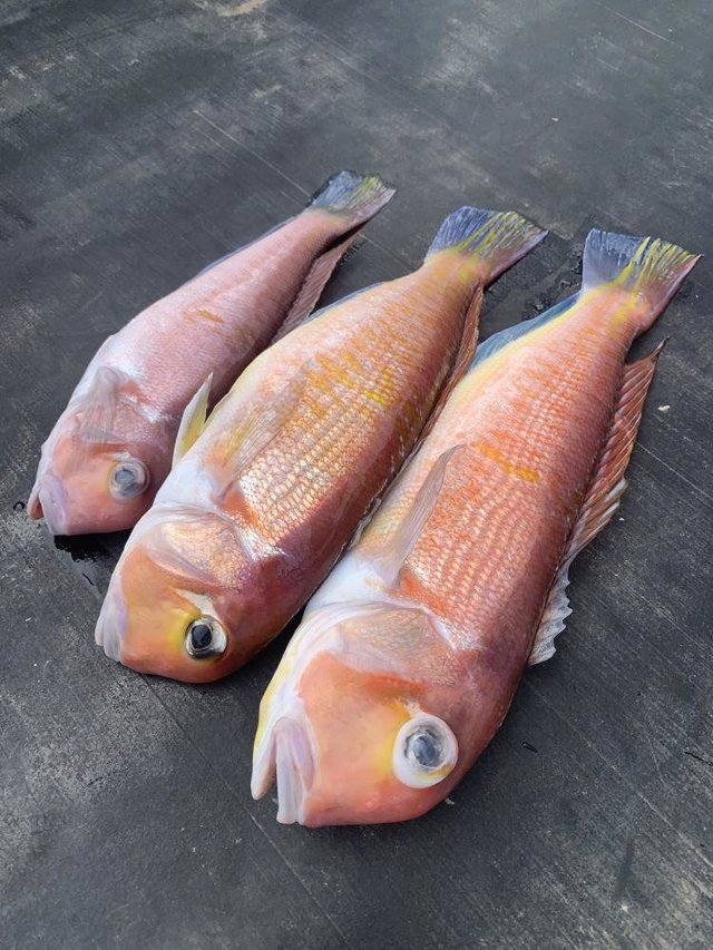 アマダイ(アカアマダイ)