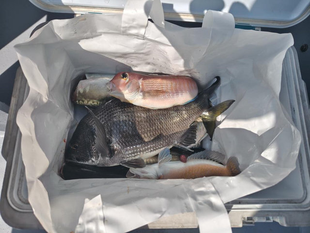 クロダイ・アジ(マアジ)・アカアマダイ