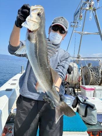 シーバス(スズキ)