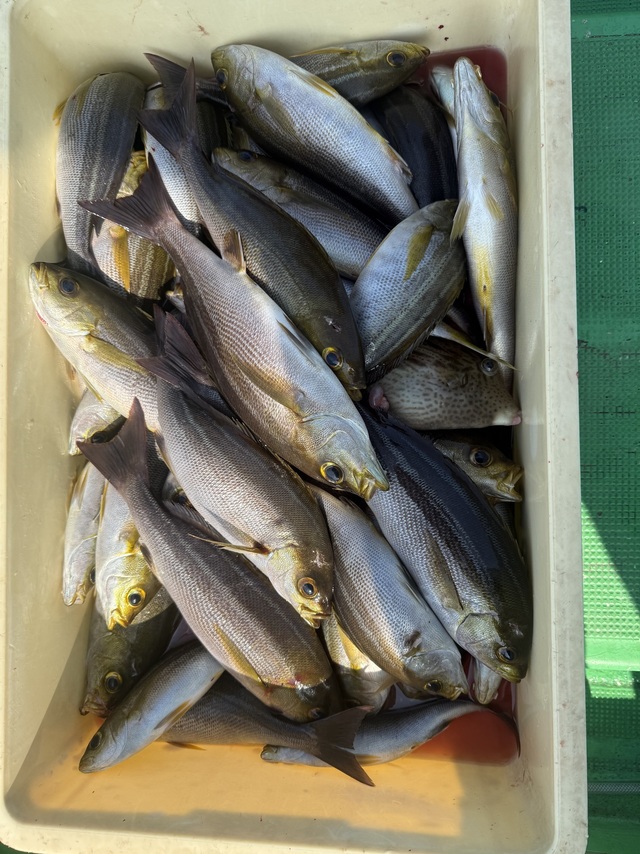 イサギ(イサキ)