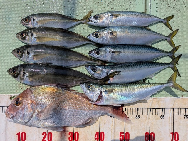 タイ(マダイ)・アジ(マアジ)・マサバ