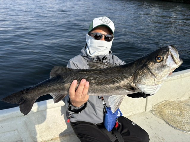 シーバス(スズキ)