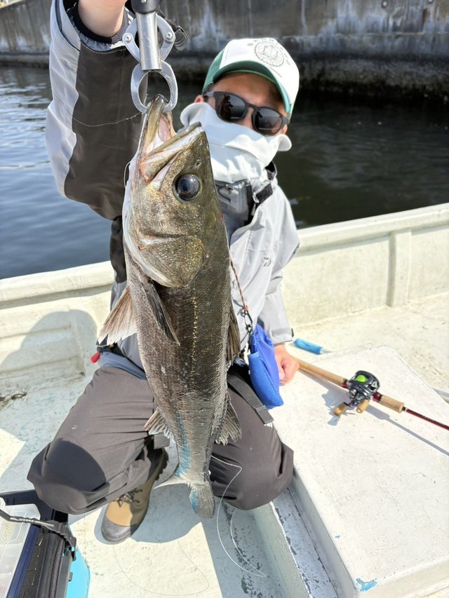 シーバス(スズキ)