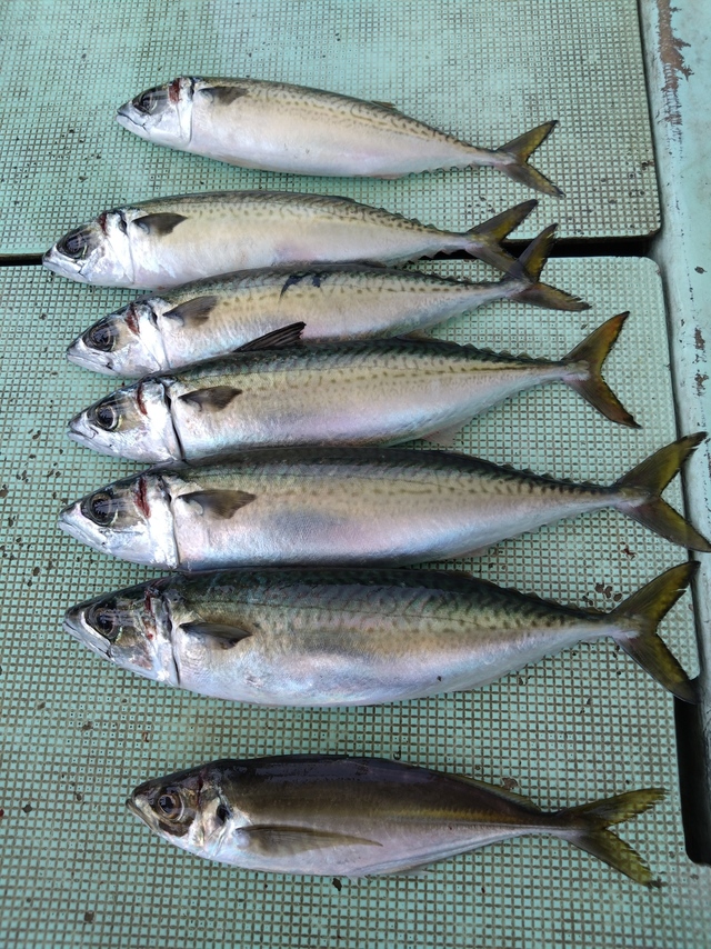 アジ(マアジ)・サバ(マサバ)