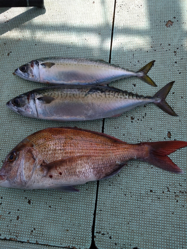 タイ(マダイ)・サバ(マサバ)